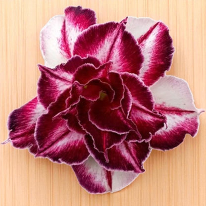 Adenium R426