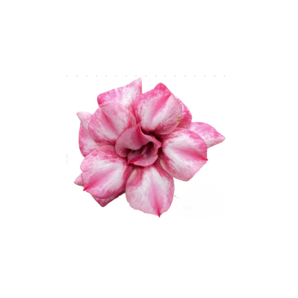 Adenium R428