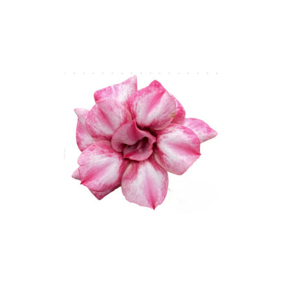 Adenium R428