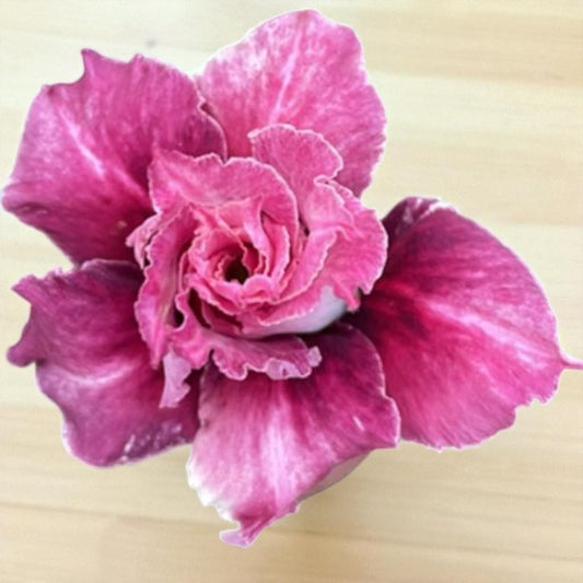 Adenium R429