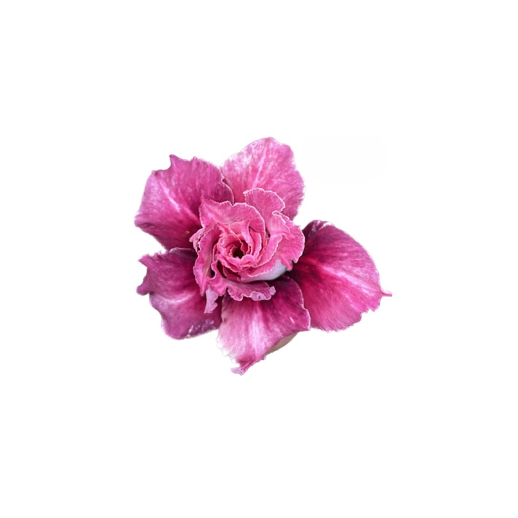 Adenium R429