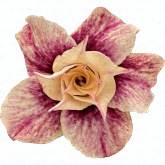 Adenium R431