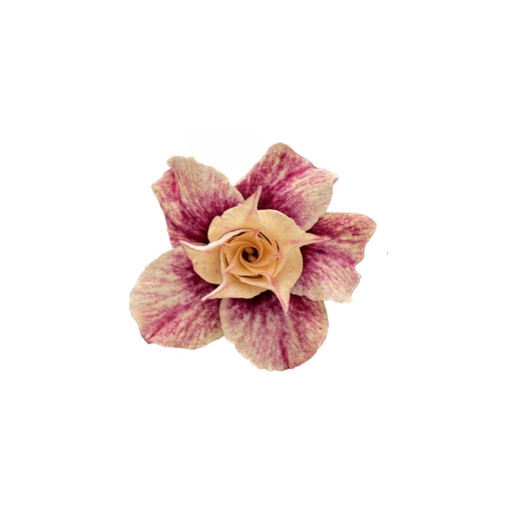 Adenium R431