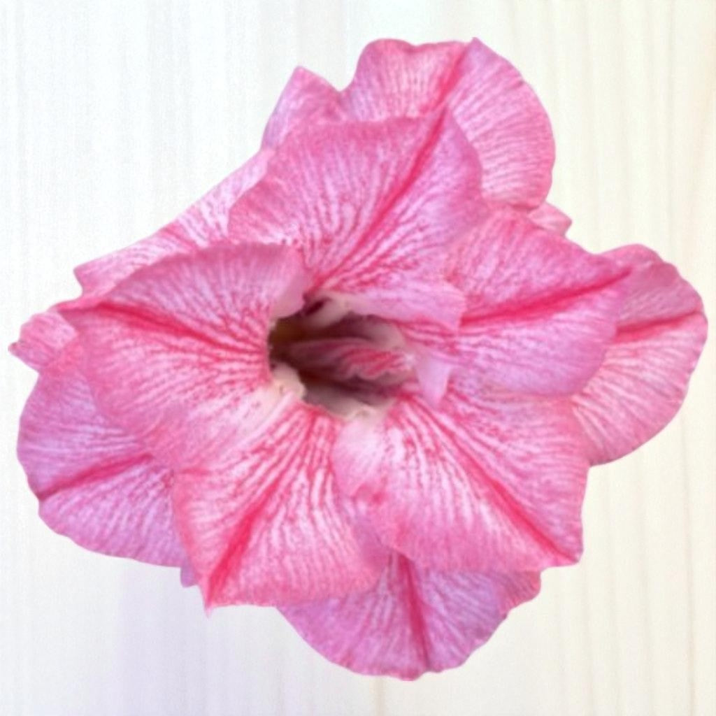 Adenium R432
