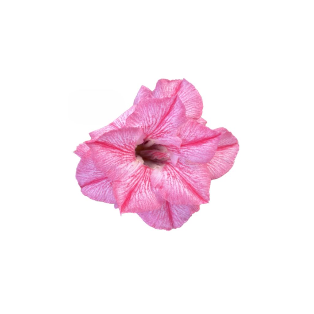 Adenium R432