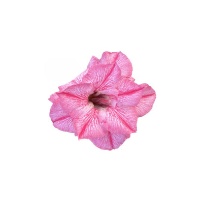 Adenium R432