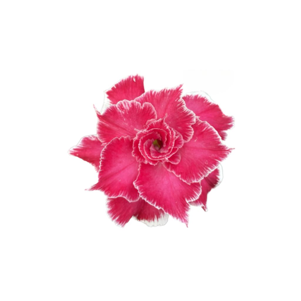 Adenium R433