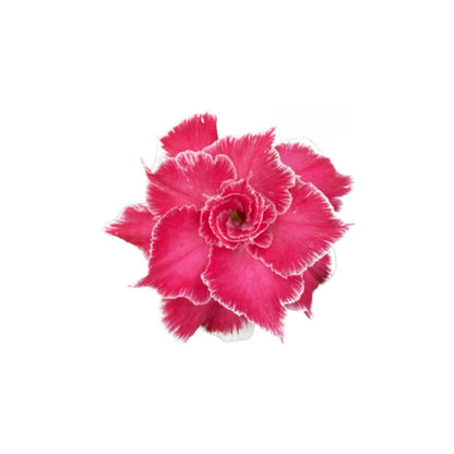 Adenium R433