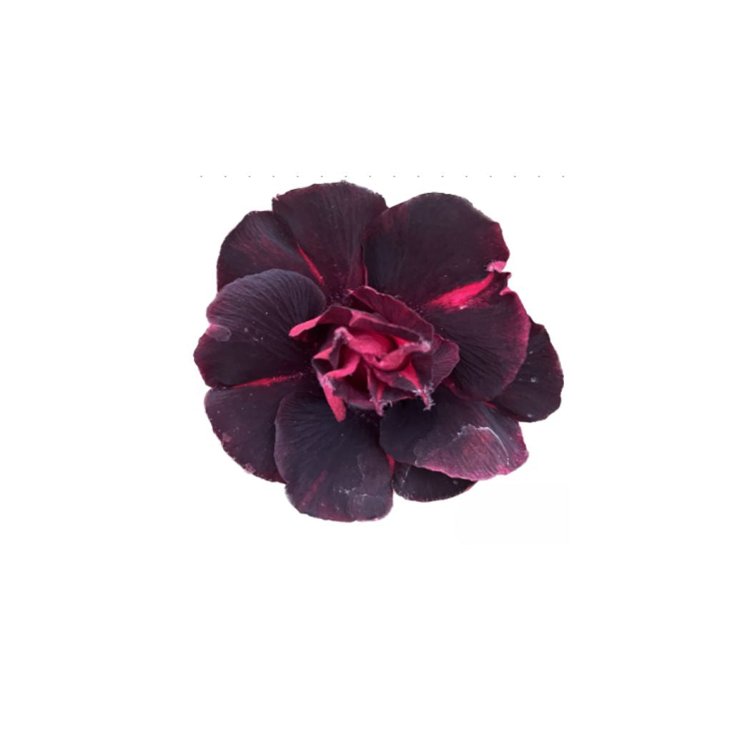 Adenium R436