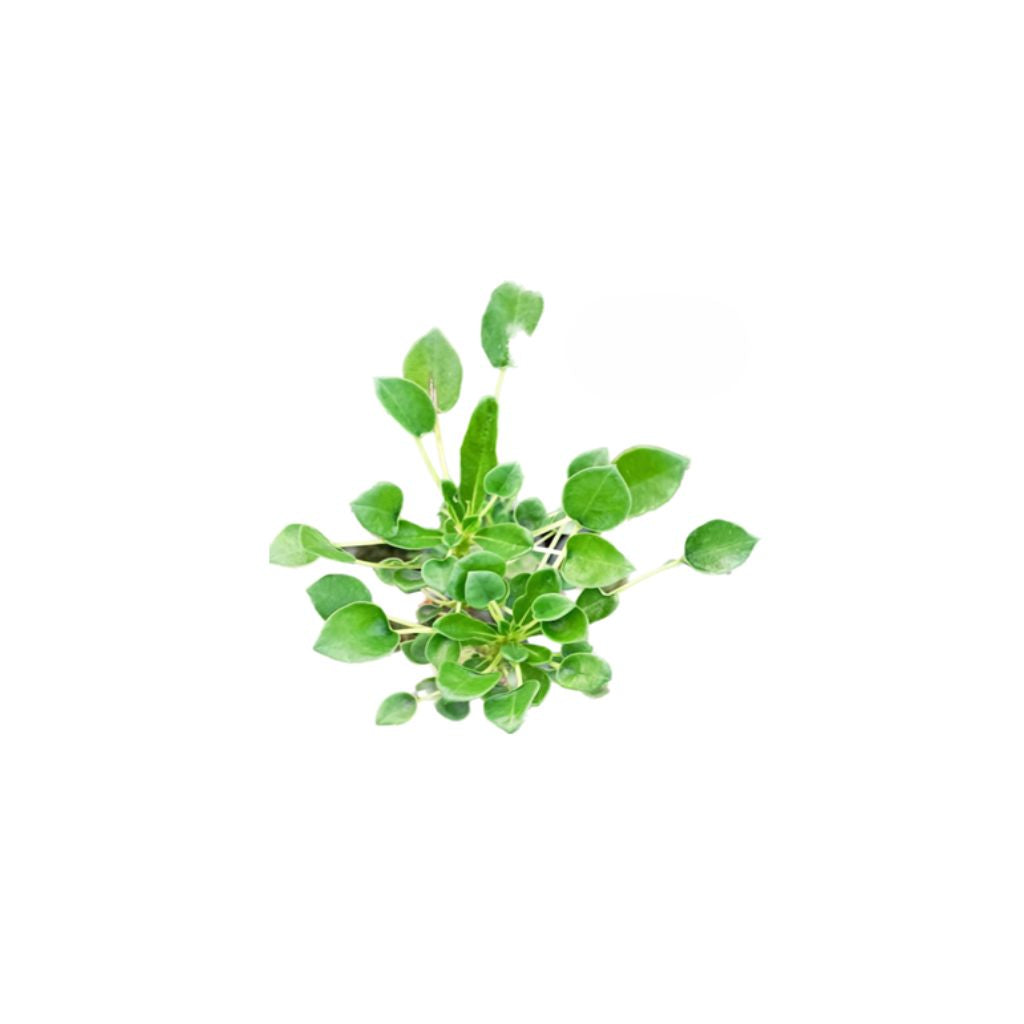 Adenium R437
