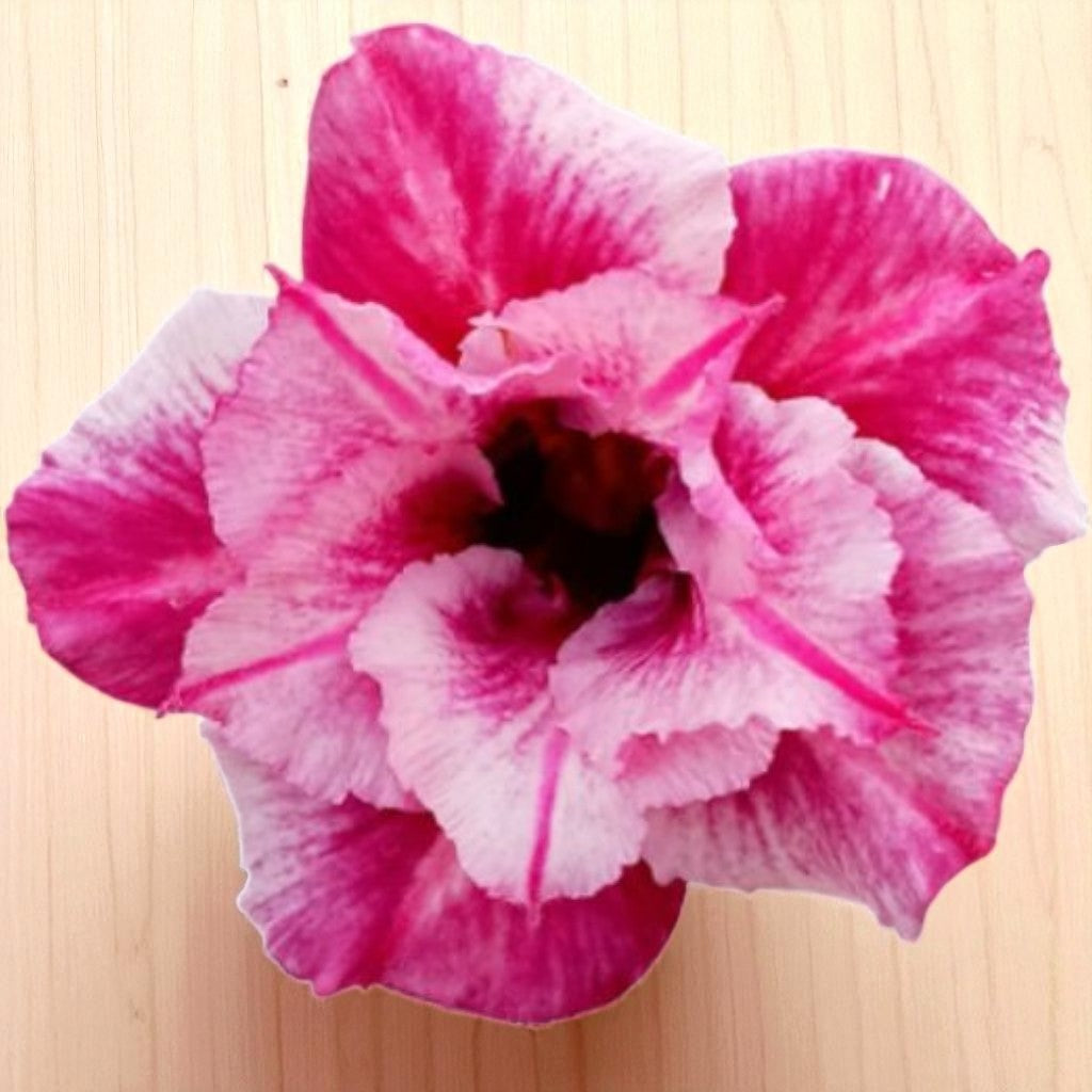 Adenium R438