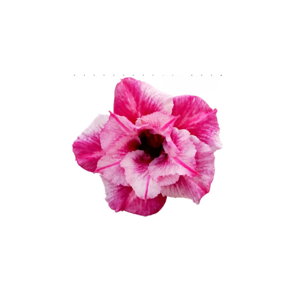 Adenium R438
