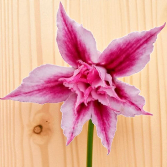 Adenium R439