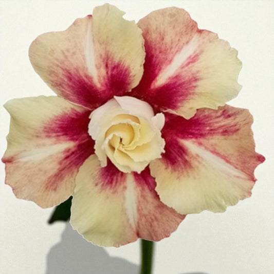 Adenium R440