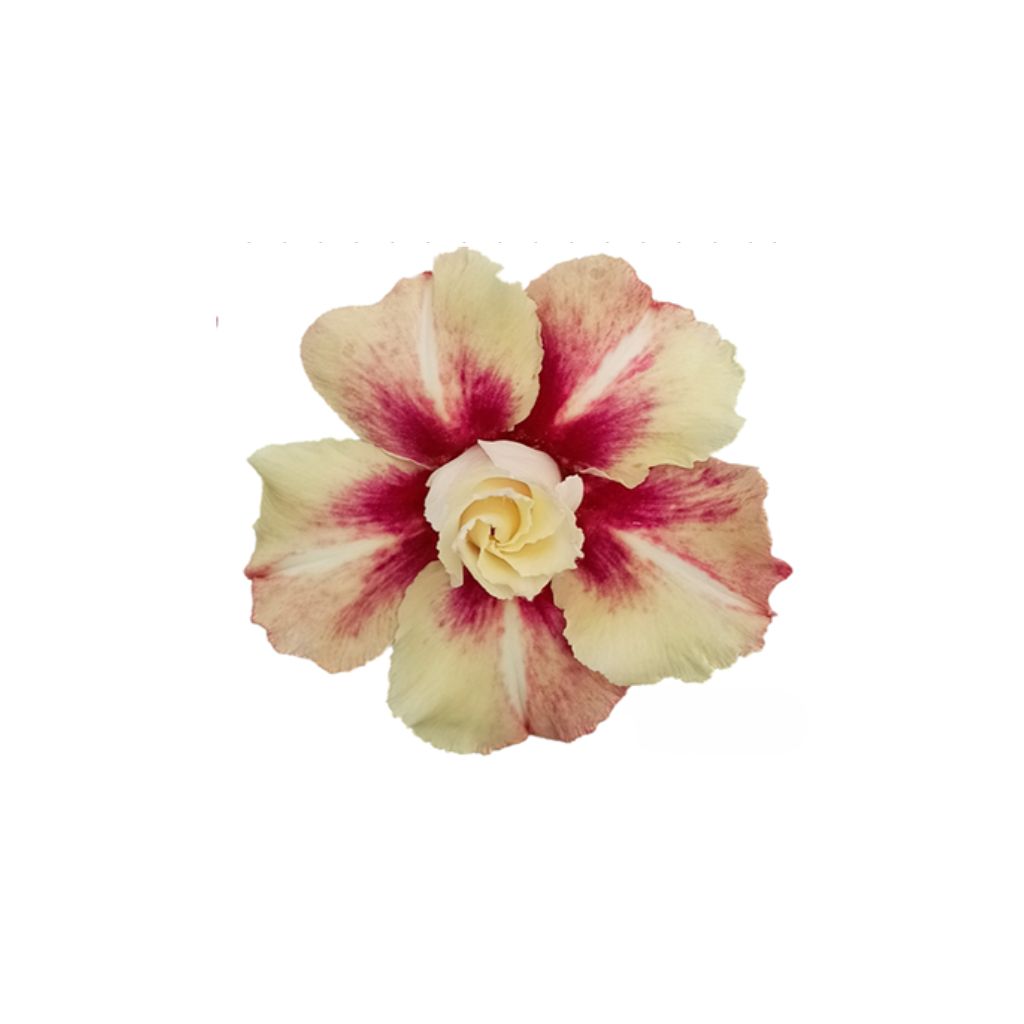Adenium R440