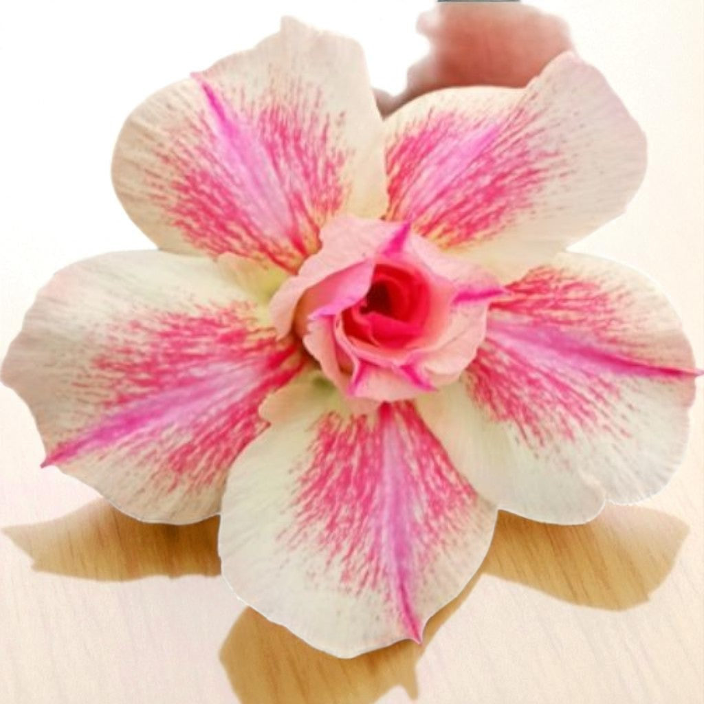 Adenium R442