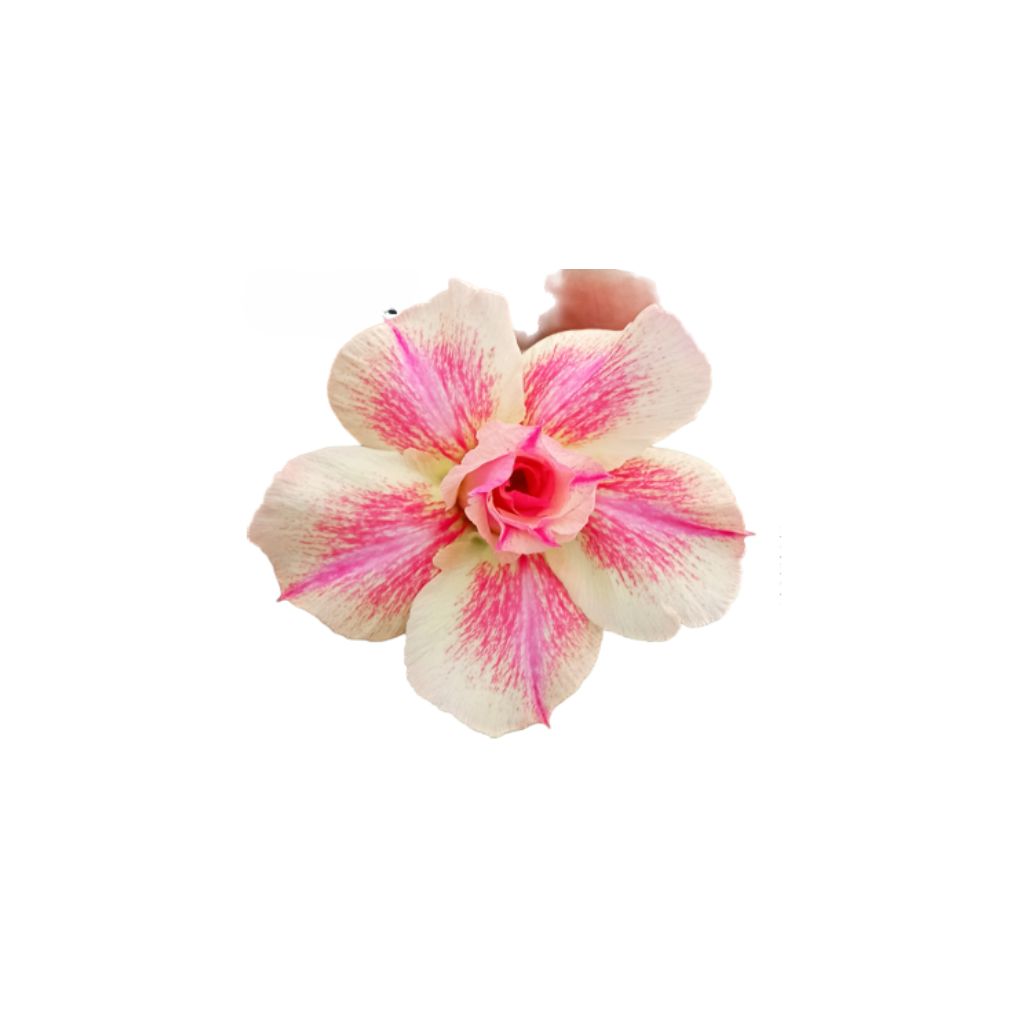 Adenium R442