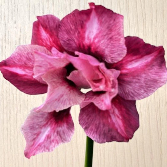 Adenium R444