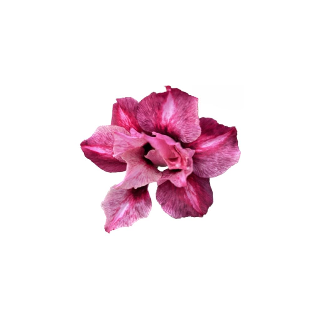 Adenium R444