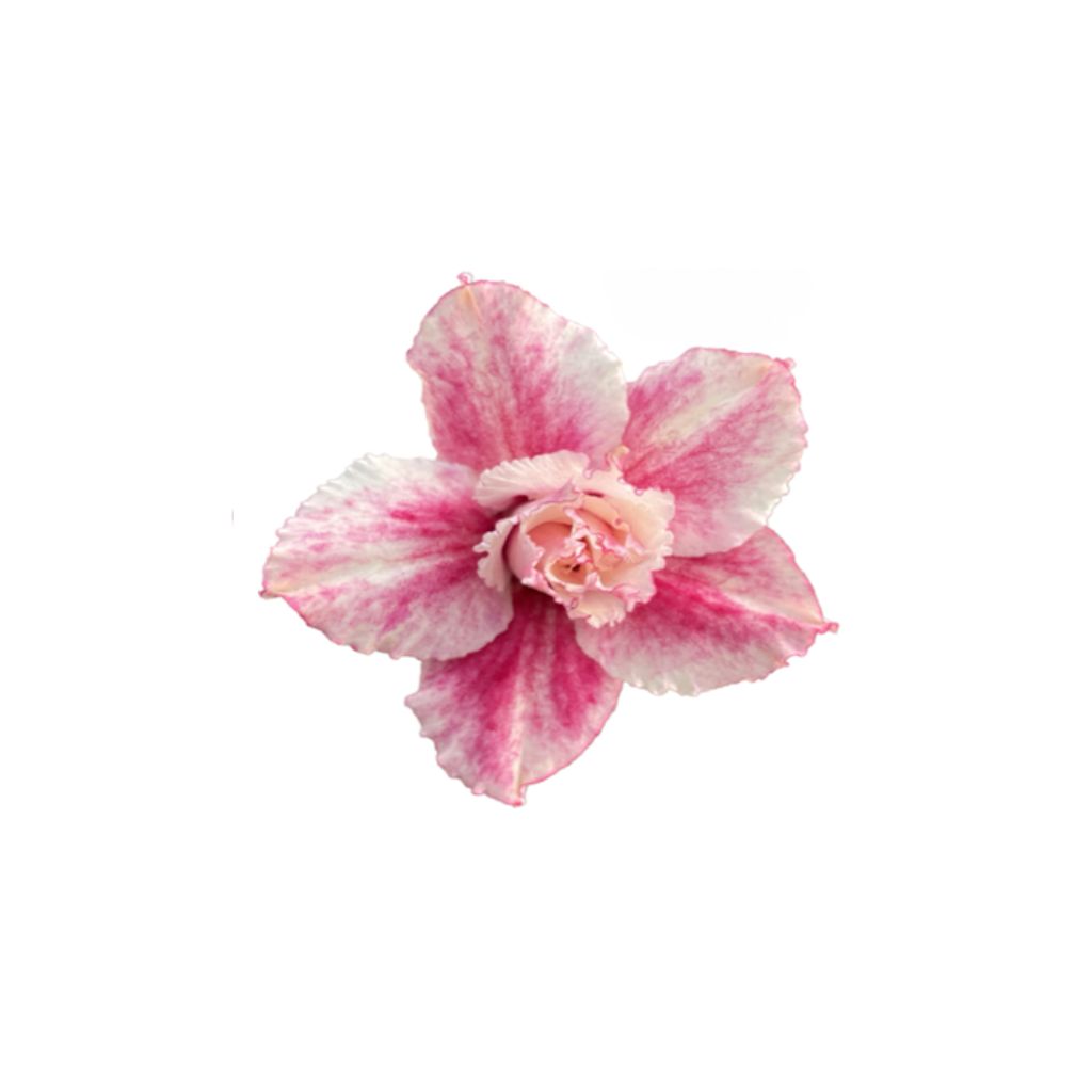 Adenium R445