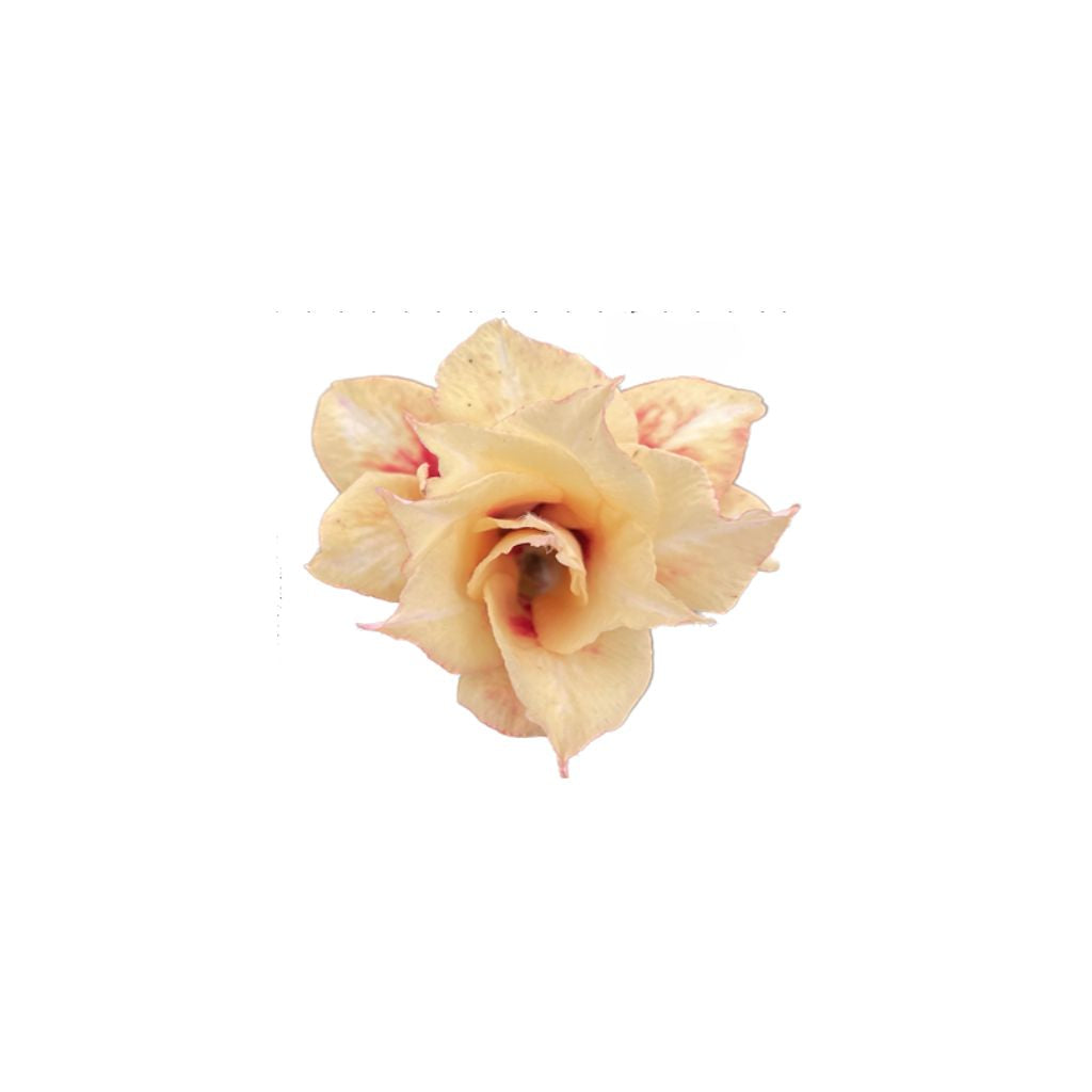 Adenium R450
