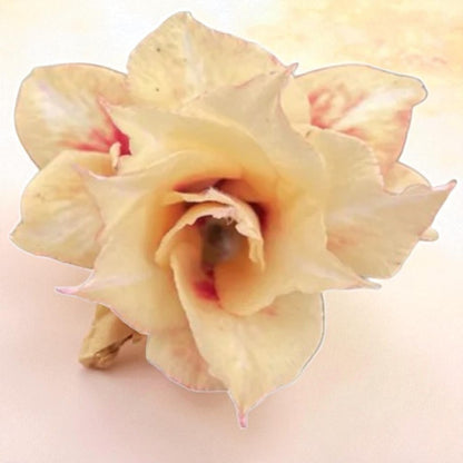 Adenium R450