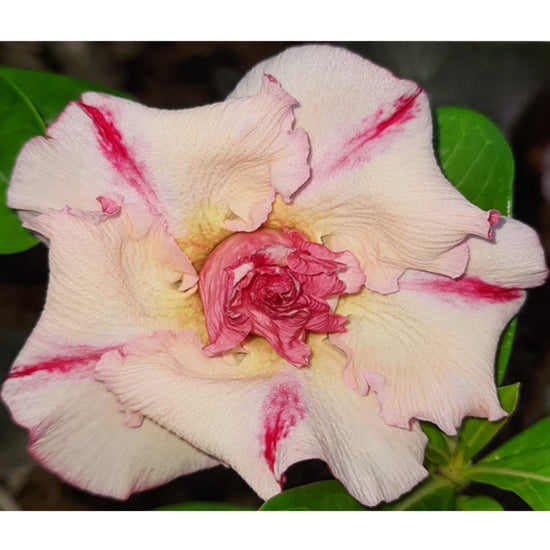 Buy Adenium Plants Online – Largest Varieties In India – Plant Orbit