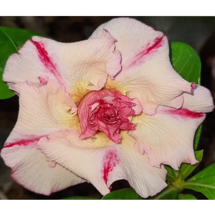 Buy Adenium Plants Online – Largest Varieties In India – Plant Orbit