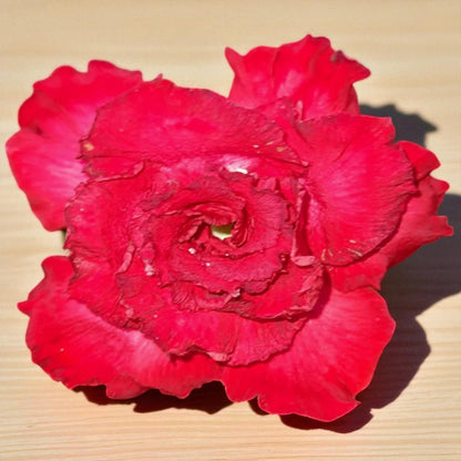 Adenium R43