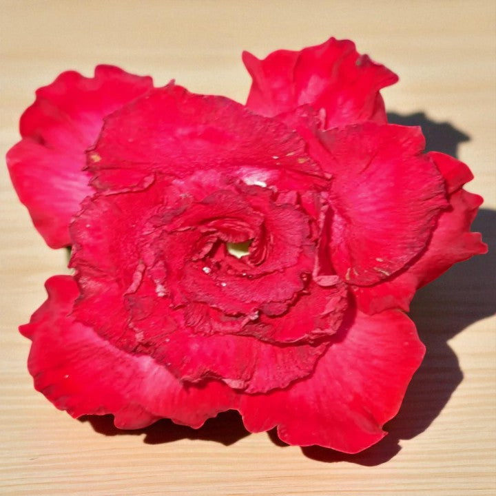 Adenium R43
