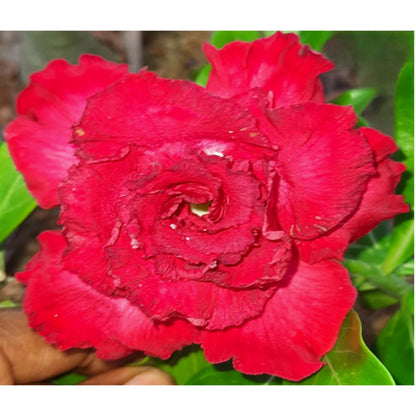 Adenium R43