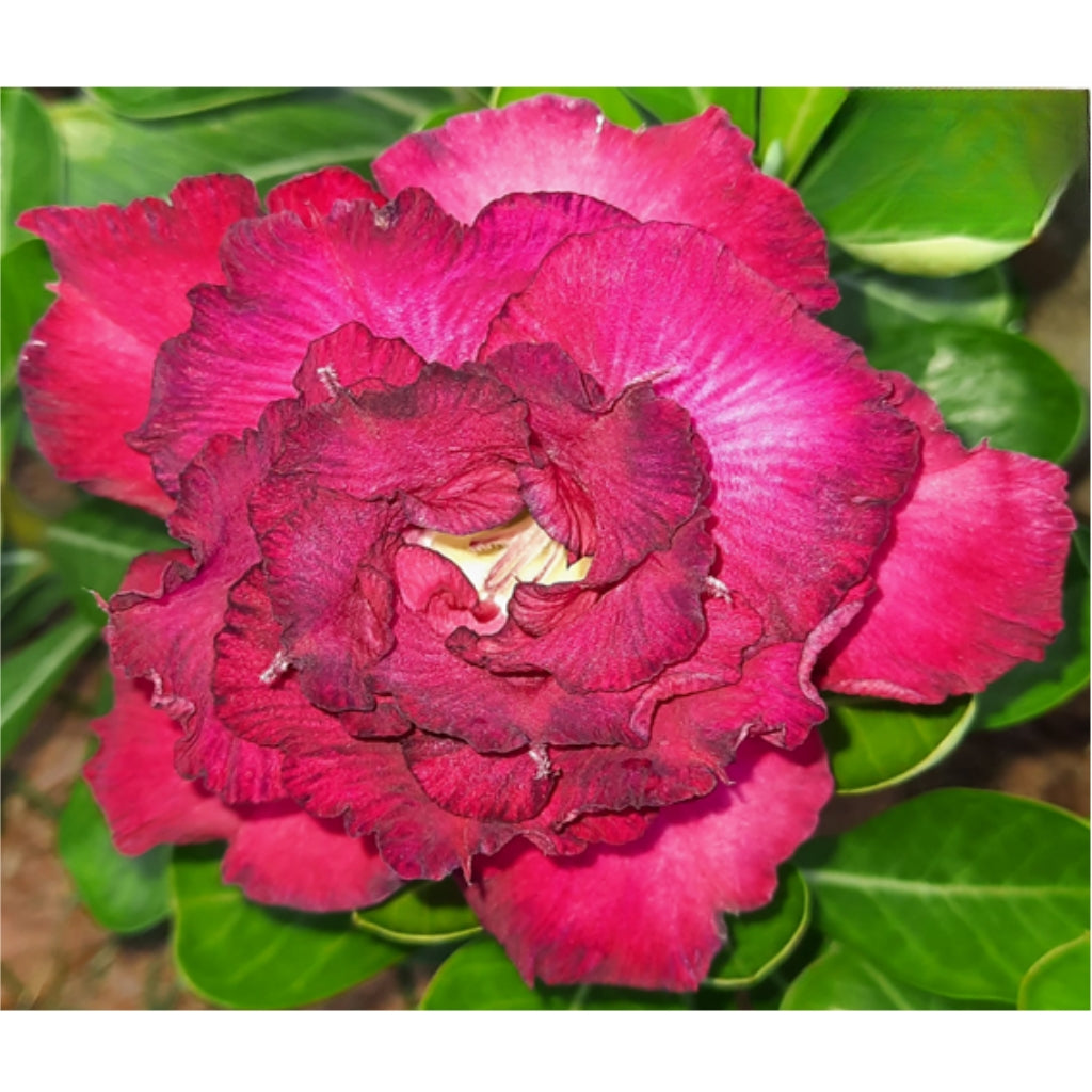 Adenium R50