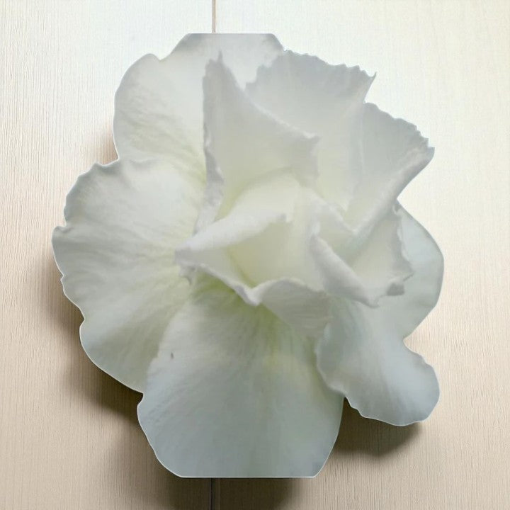 Adenium R51