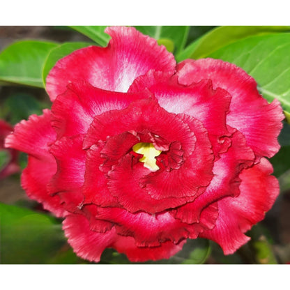 Adenium R52