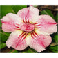 Adenium R53