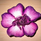 Adenium R59