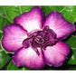 Adenium R59