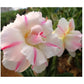 Adenium R6