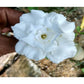 Adenium R62