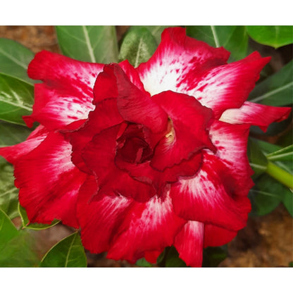 Adenium R64