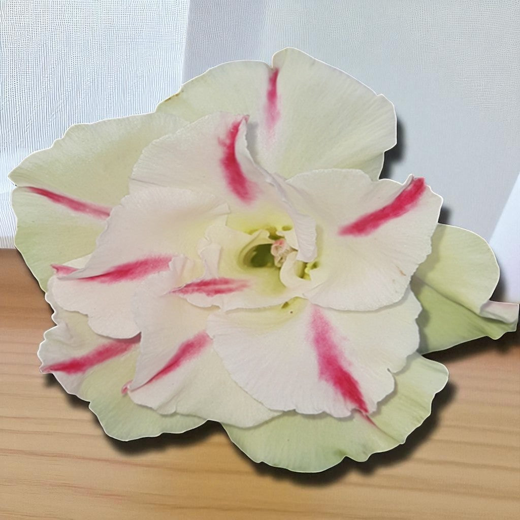 Adenium R66