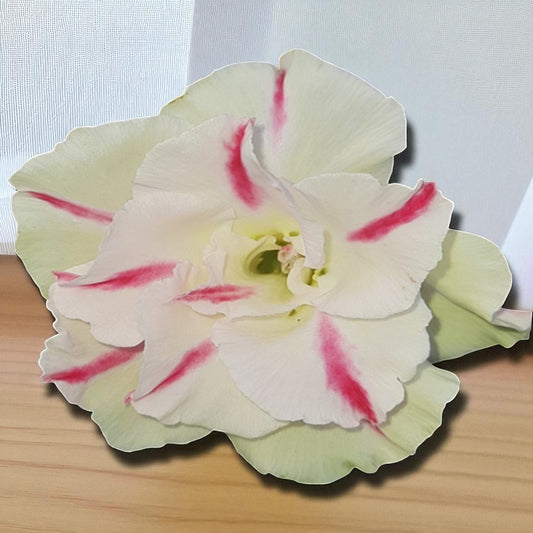Adenium R66