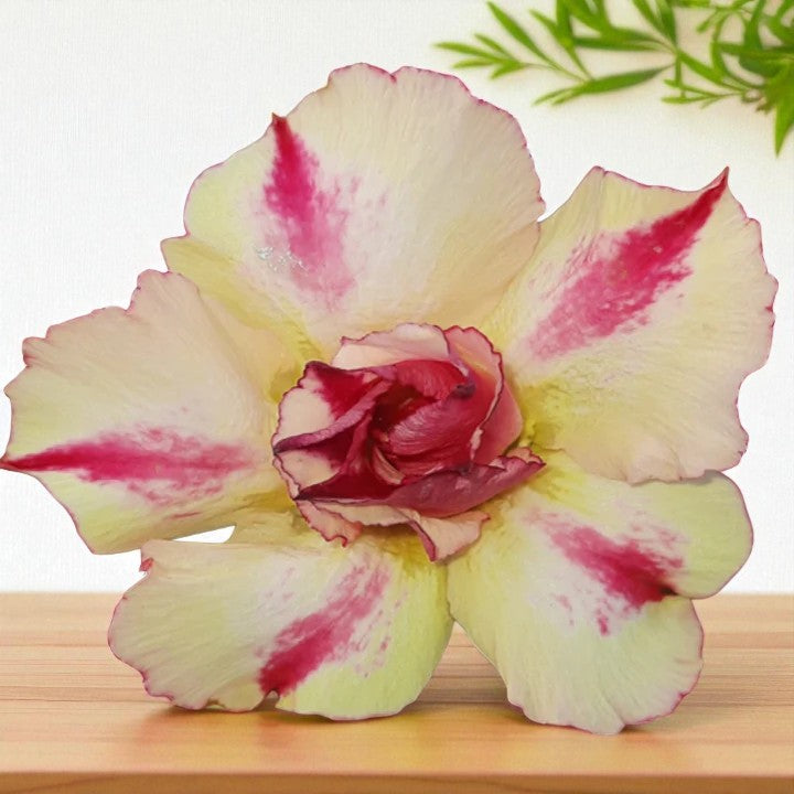 Adenium R67