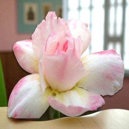 Adenium R8