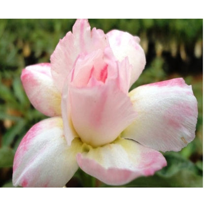 Adenium R8
