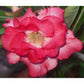 Adenium R83