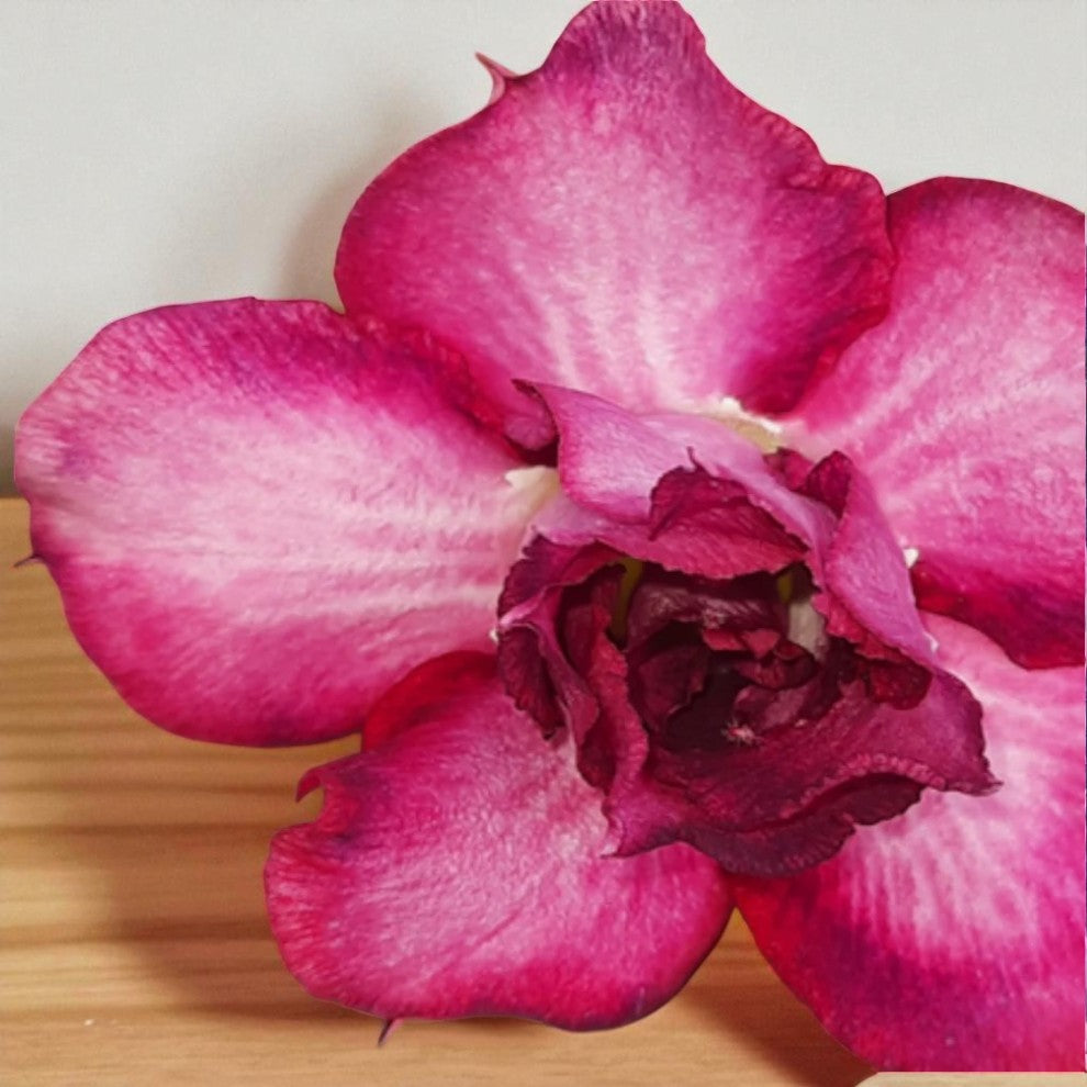 Adenium R9