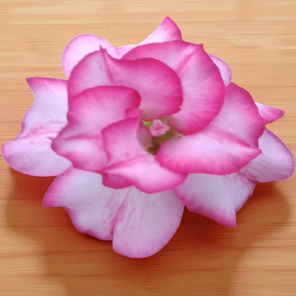 Adenium R11