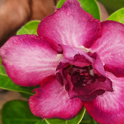 Adenium R9