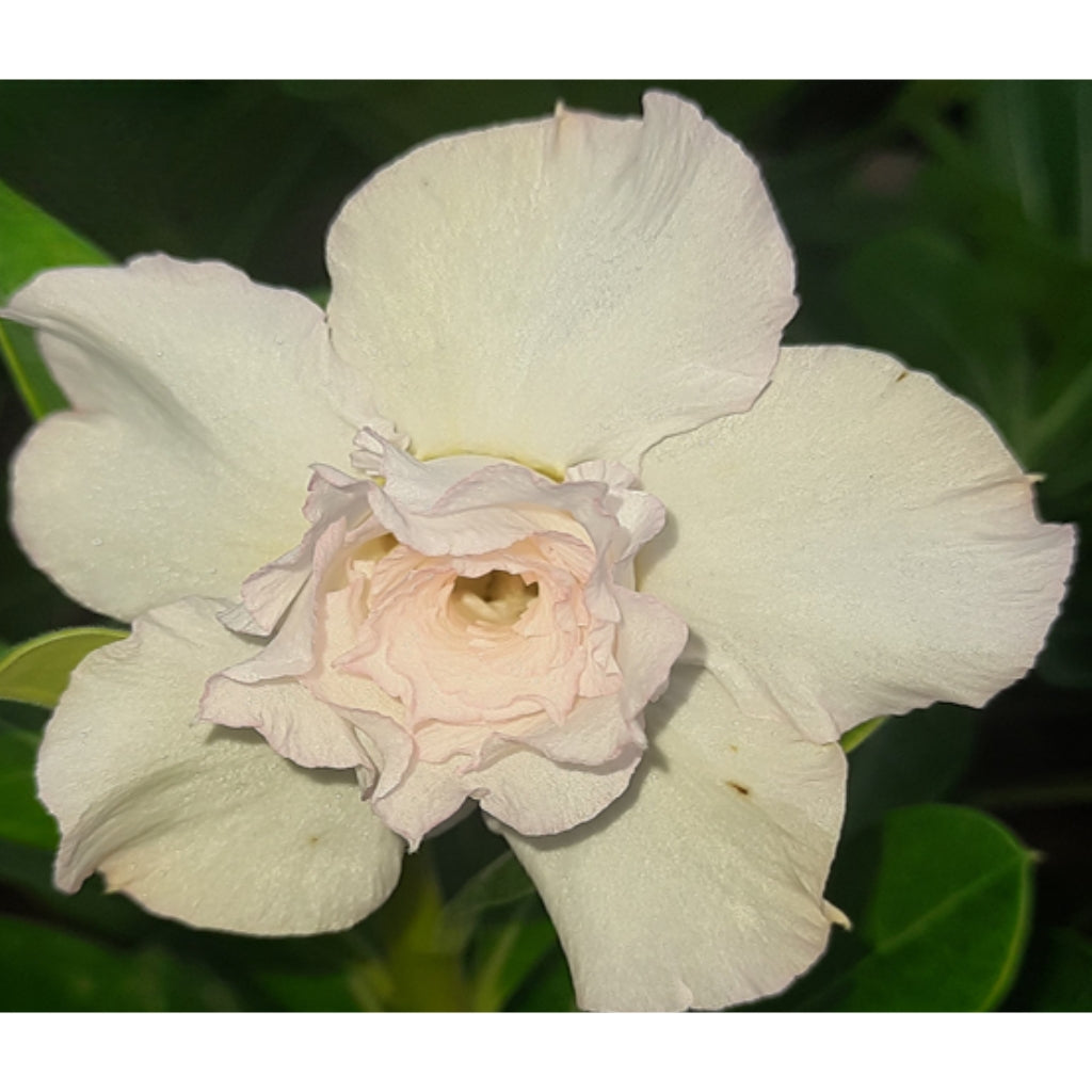 Adenium R94